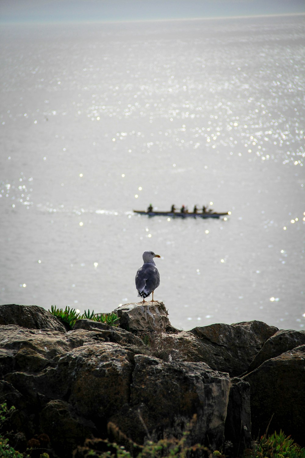 a bird on a rock by the water