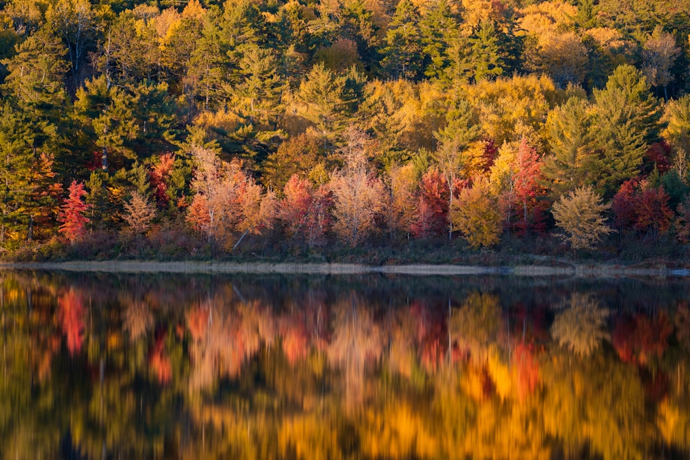 a body of water with trees around it