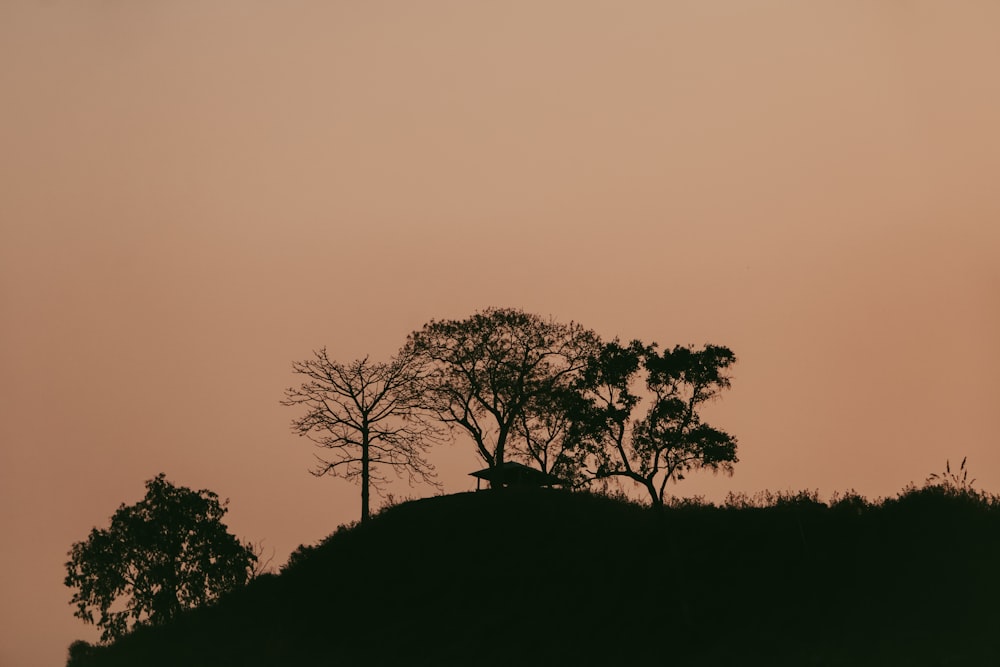 a hill with trees on it