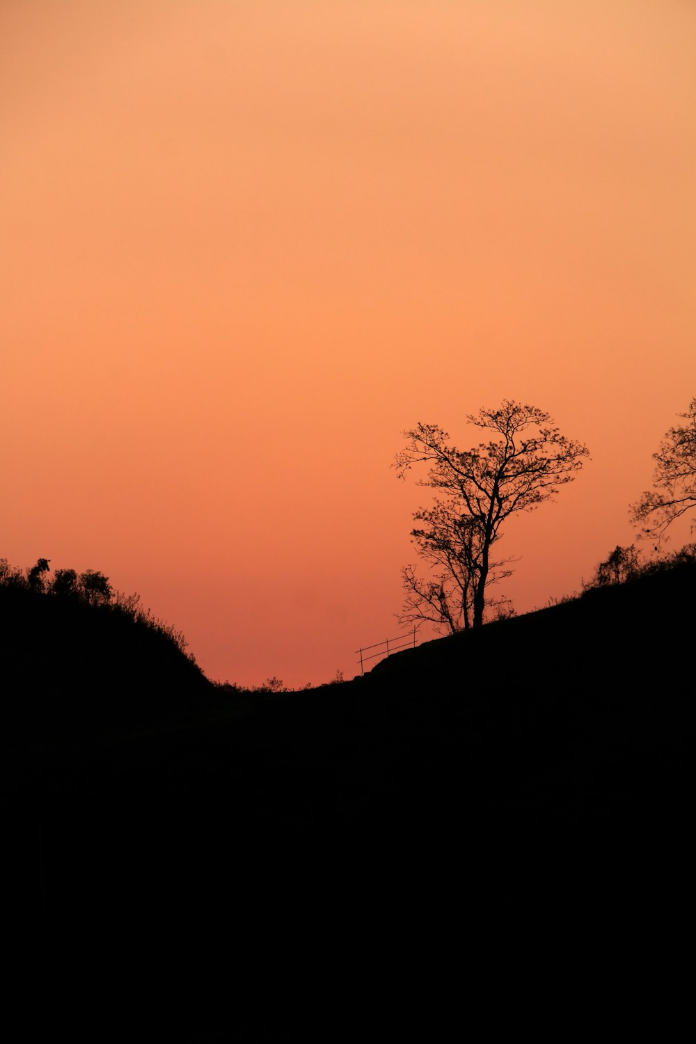 la silhouette d’un arbre et un coucher de soleil