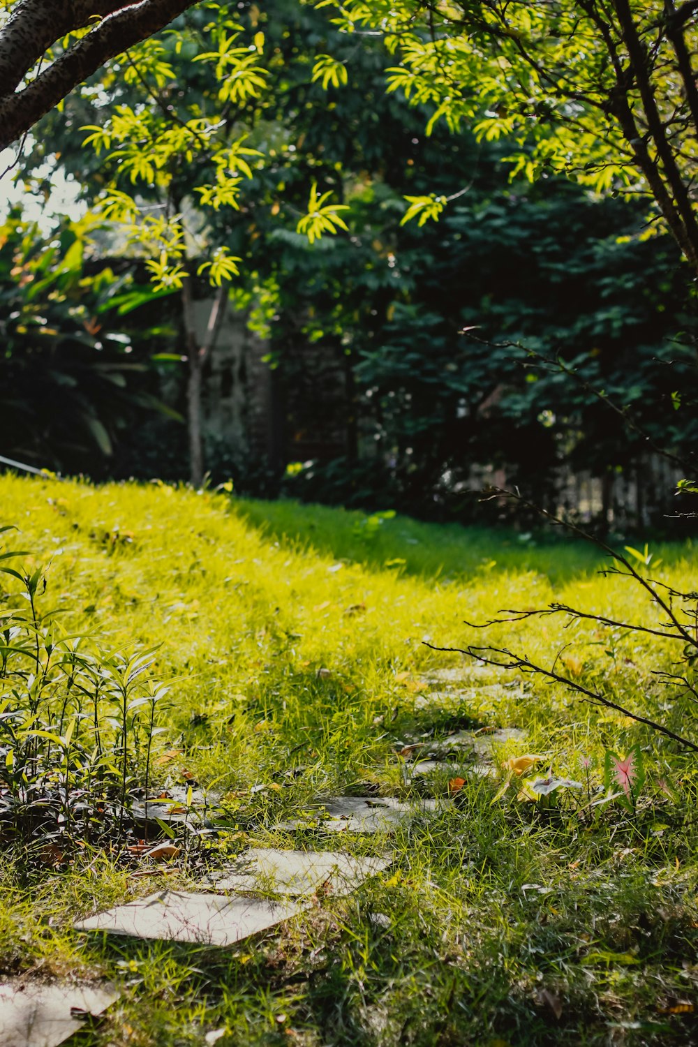 a path through a grassy area