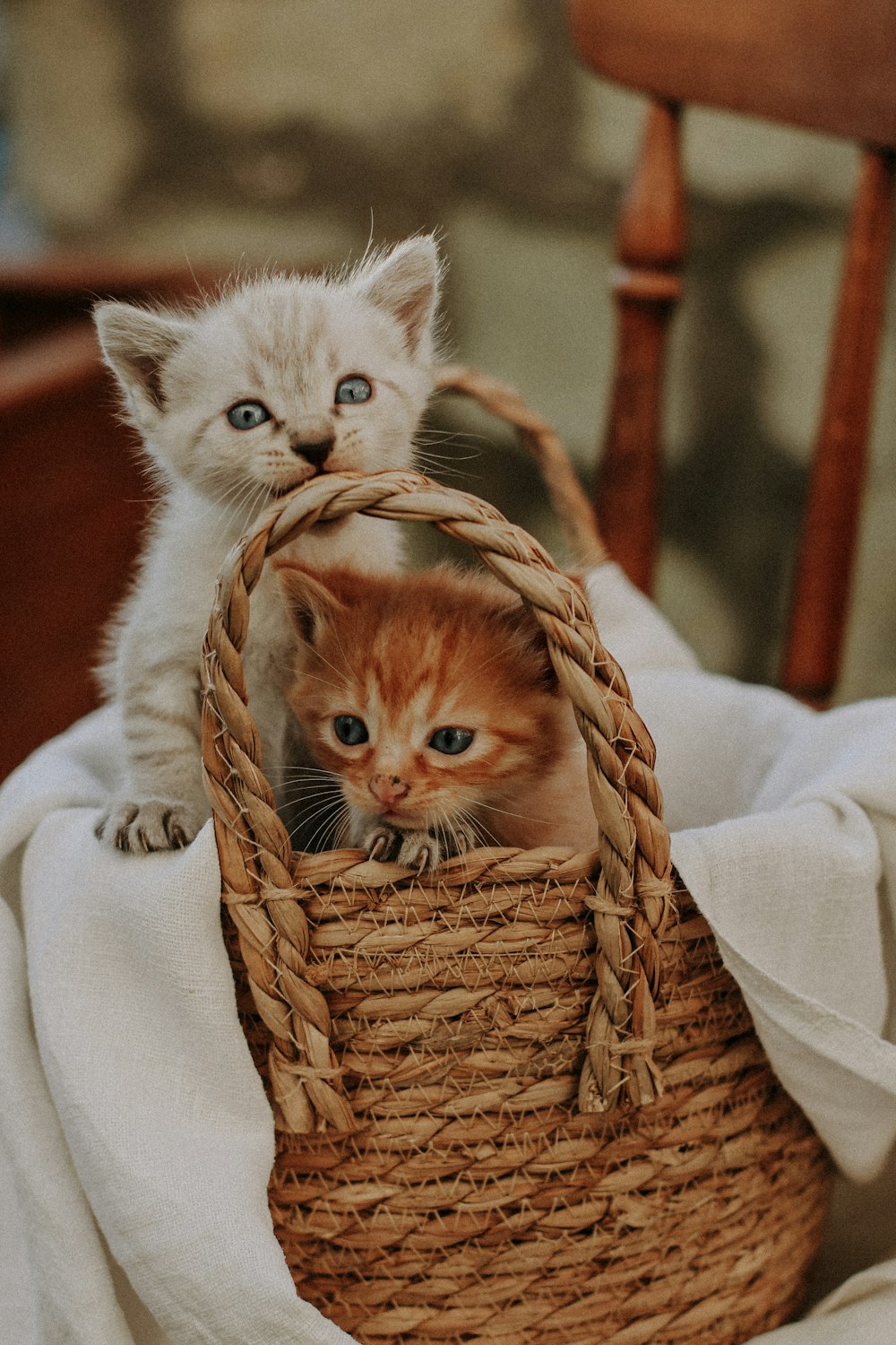 two kittens in a basket