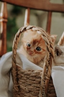 A curious Russian Blue kitten peeking out from behind a cozy knitted basket.