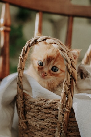 A curious Russian Blue kitten peeking out from behind a cozy knitted basket.