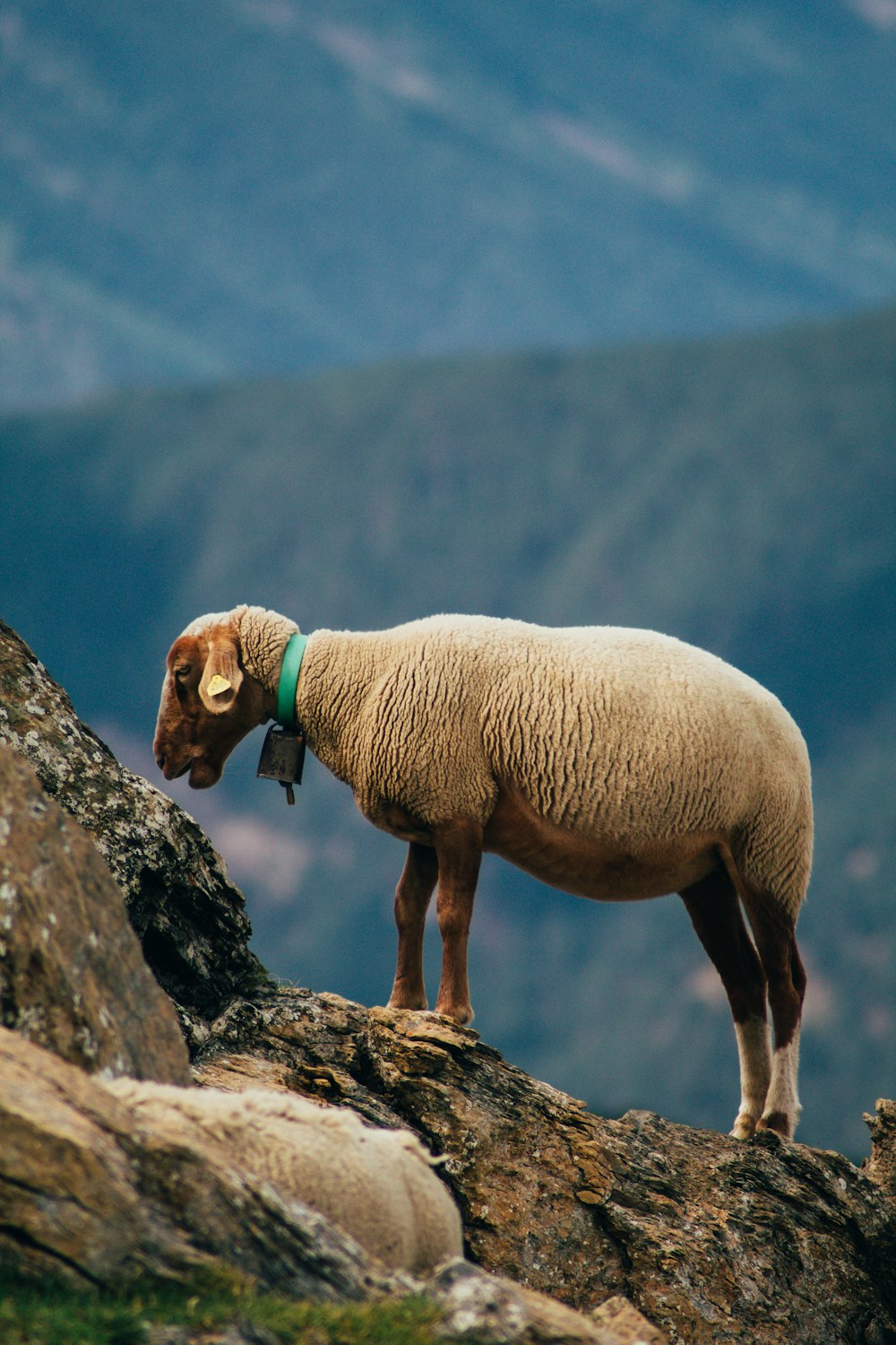 a sheep standing on a rock