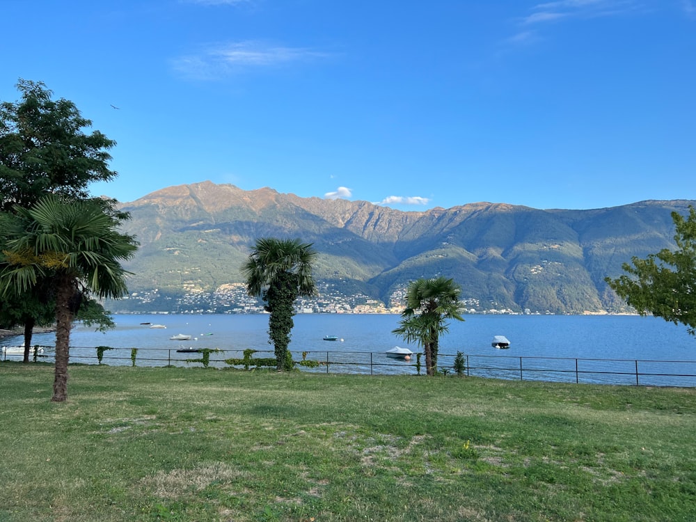 a body of water with trees and grass around it