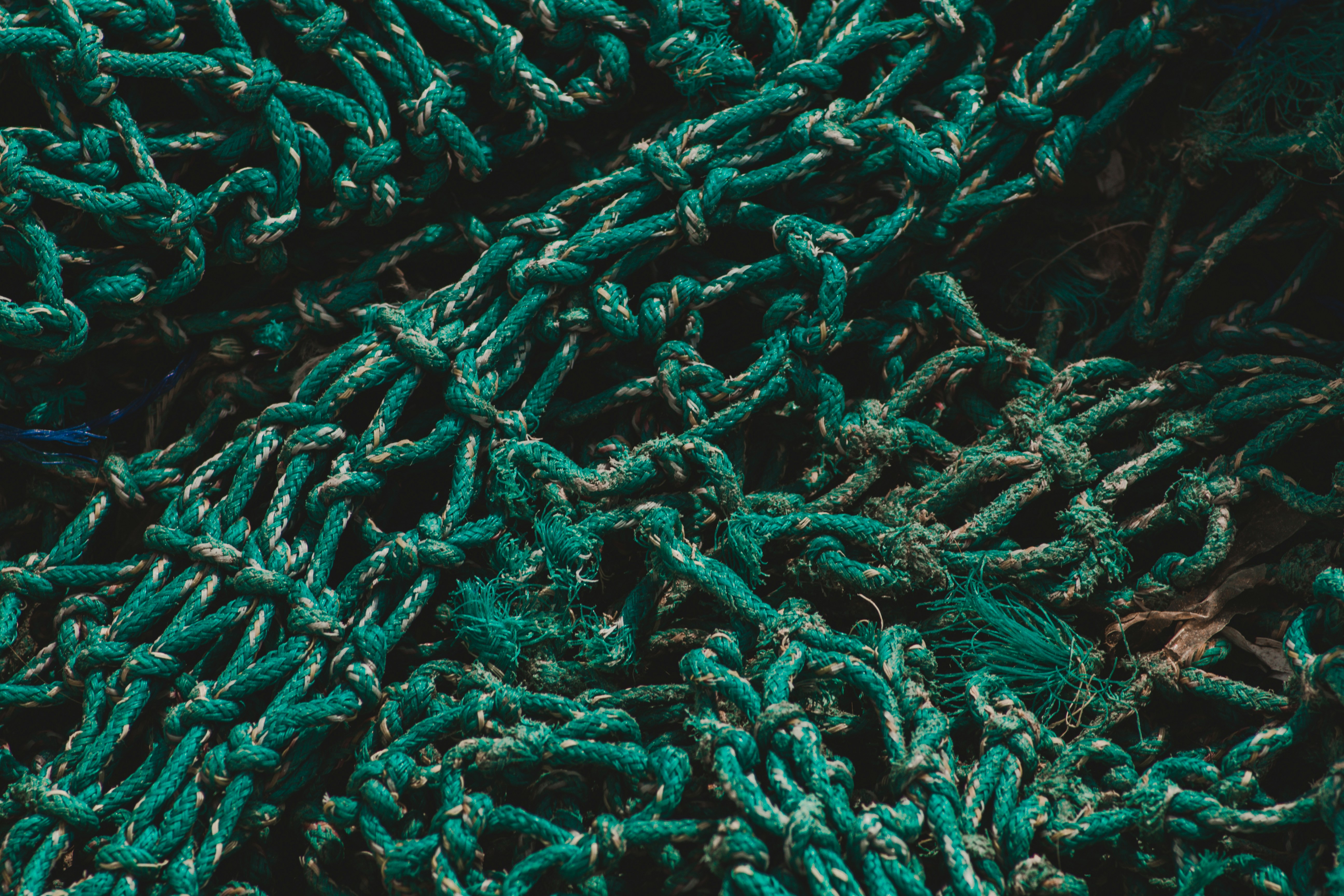 a close-up of some plants