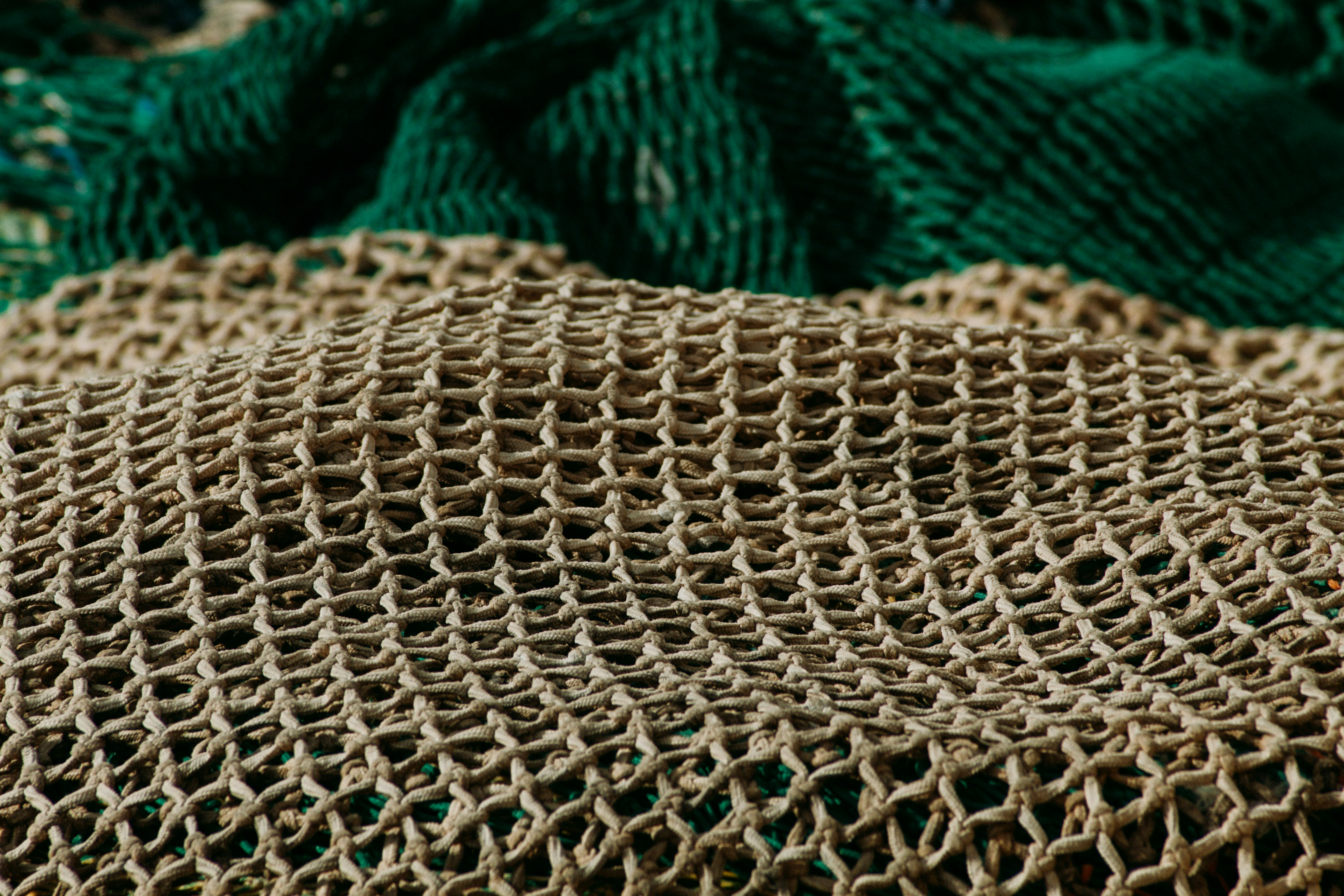 a close-up of a snake