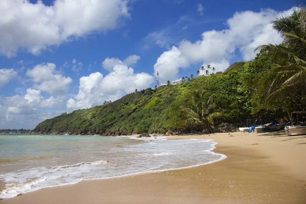 a beach with boats and trees