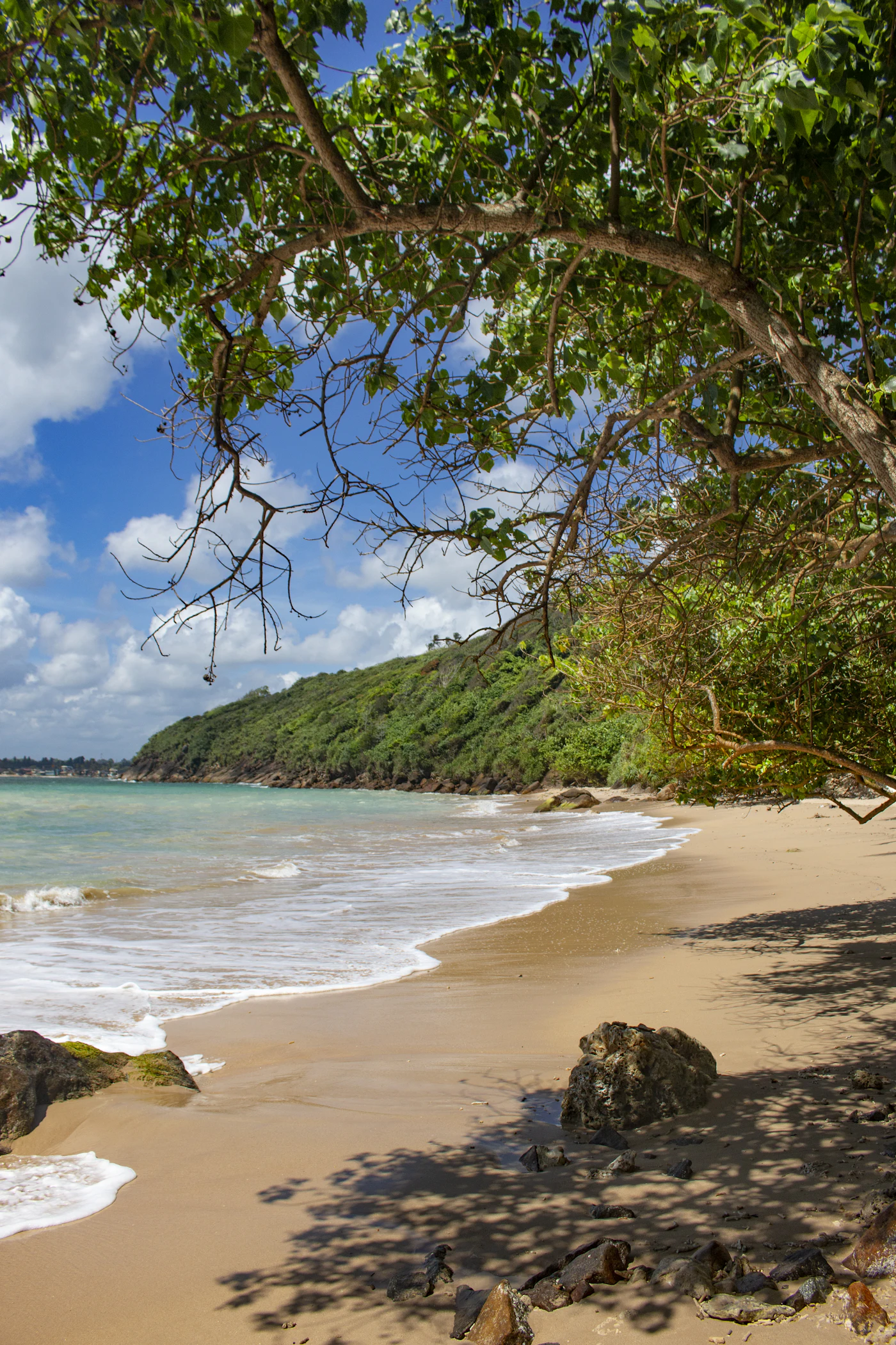 An empty beach under a single leaning tree