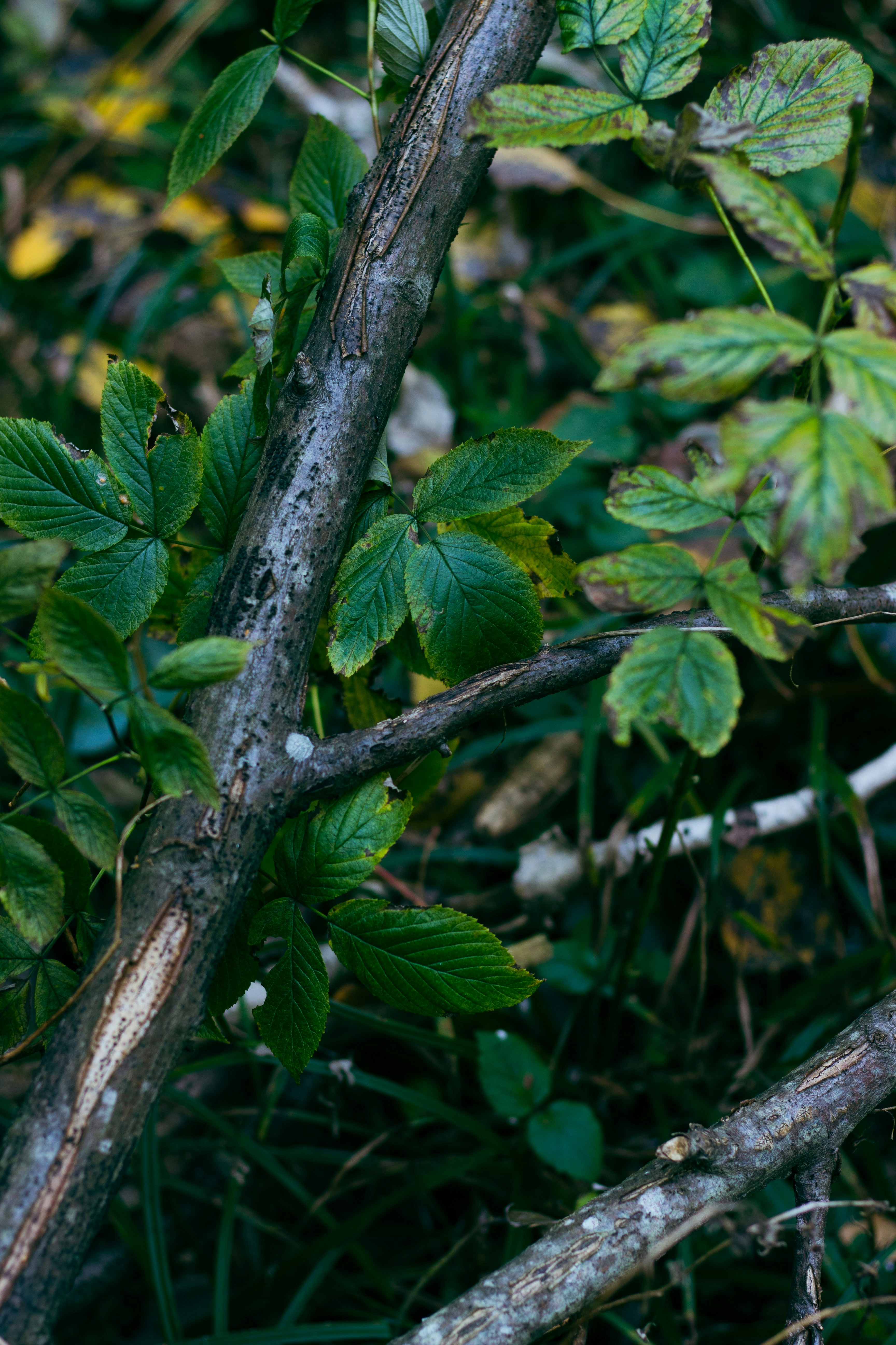 Photo by viktorsmoliak