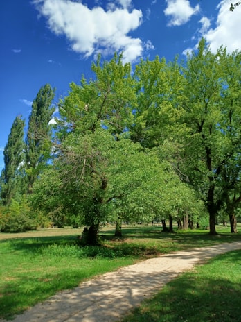 A serene oak woodland trail winding through Burris Park under a bright blue sky.