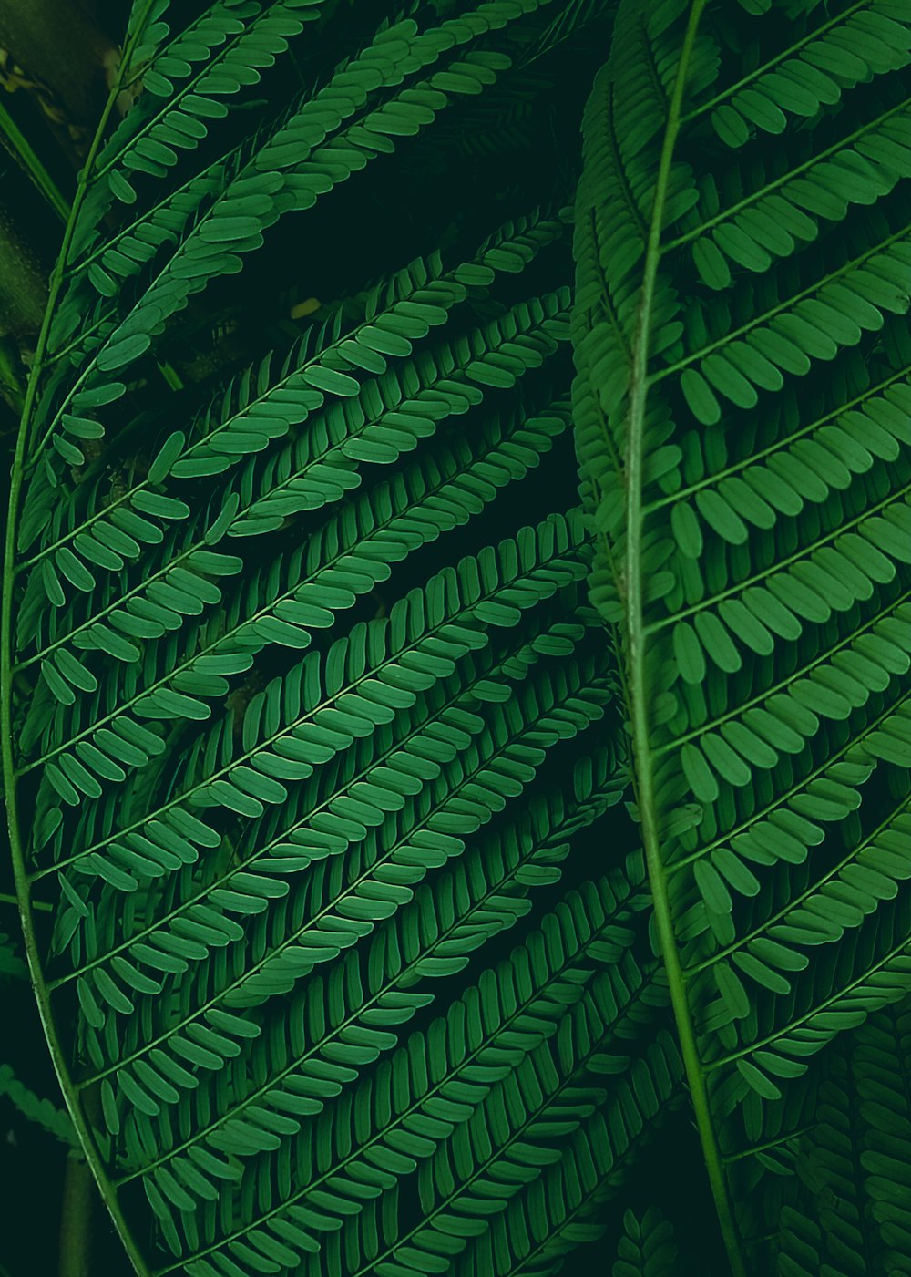 a close-up of some leaves