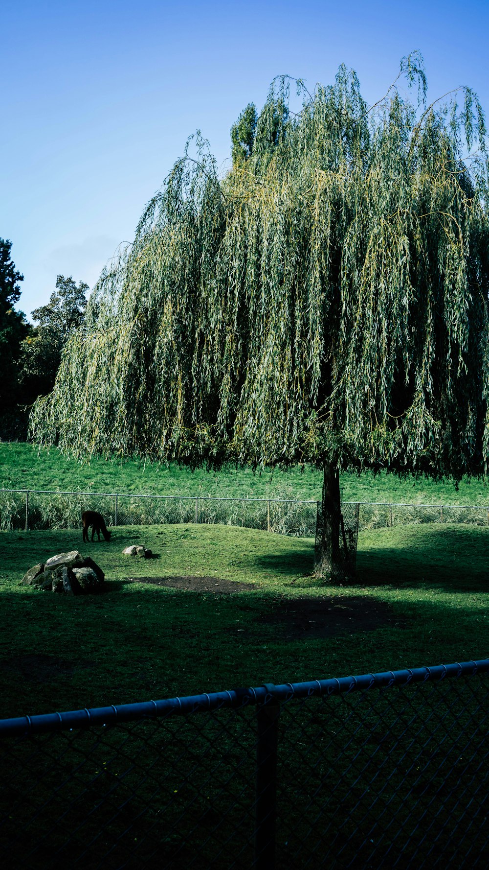 a tree with many branches