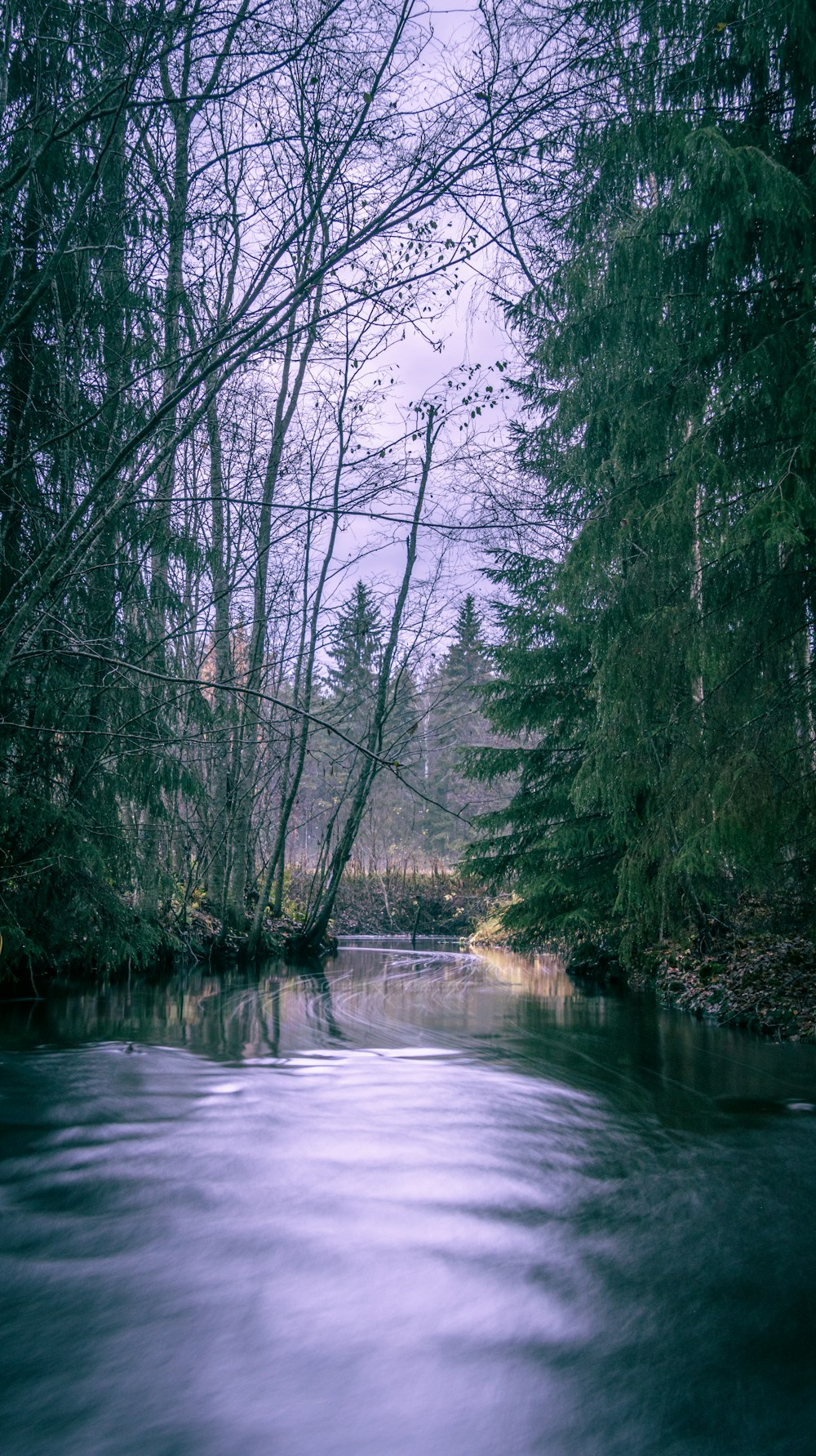 a river with trees on the side