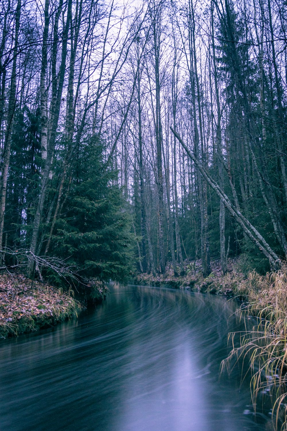 a river with trees on the side