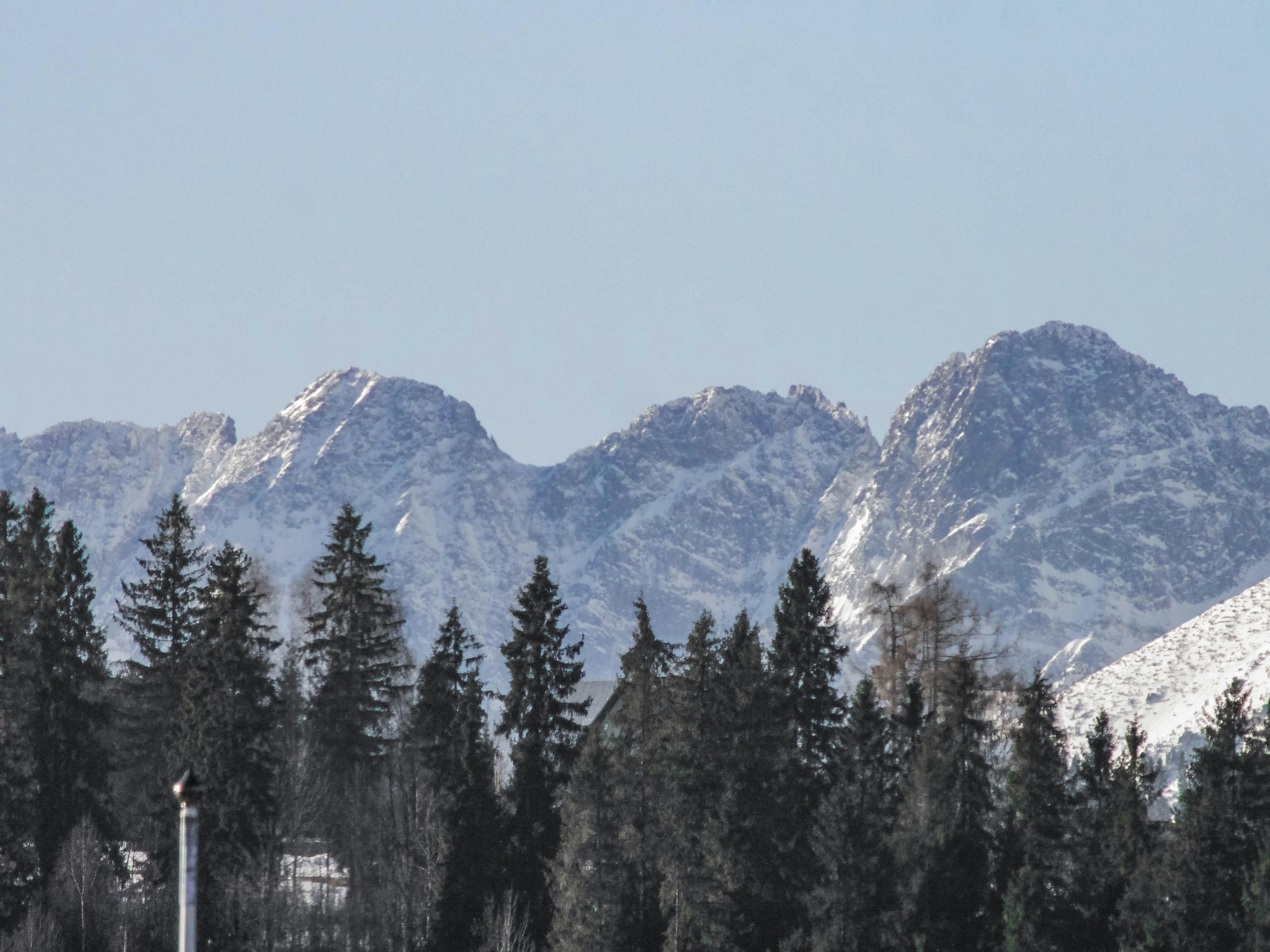a group of trees in front of a mountain range
