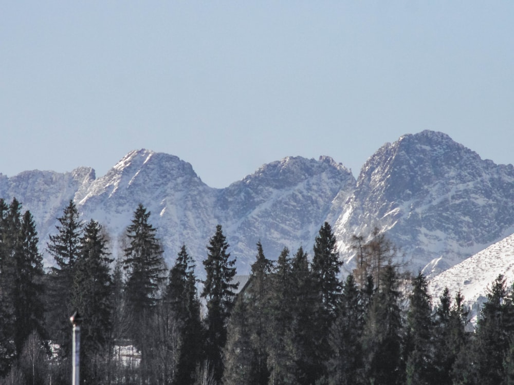 a group of trees in front of a mountain range