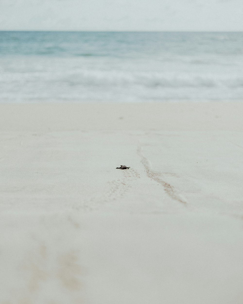 a small animal on a beach