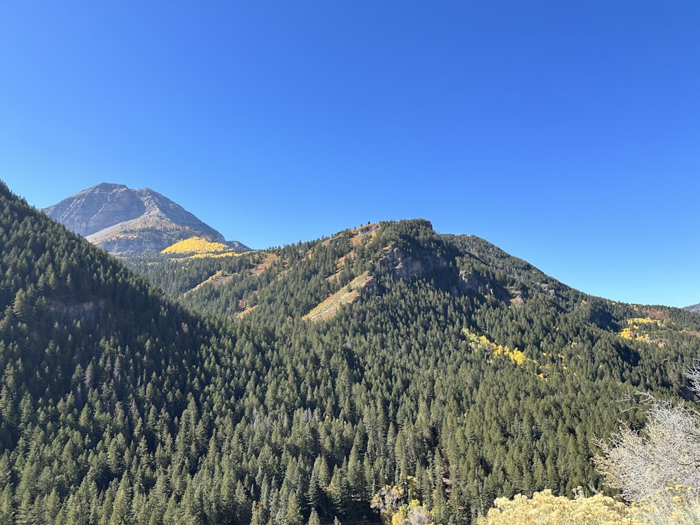 a landscape with trees and mountains