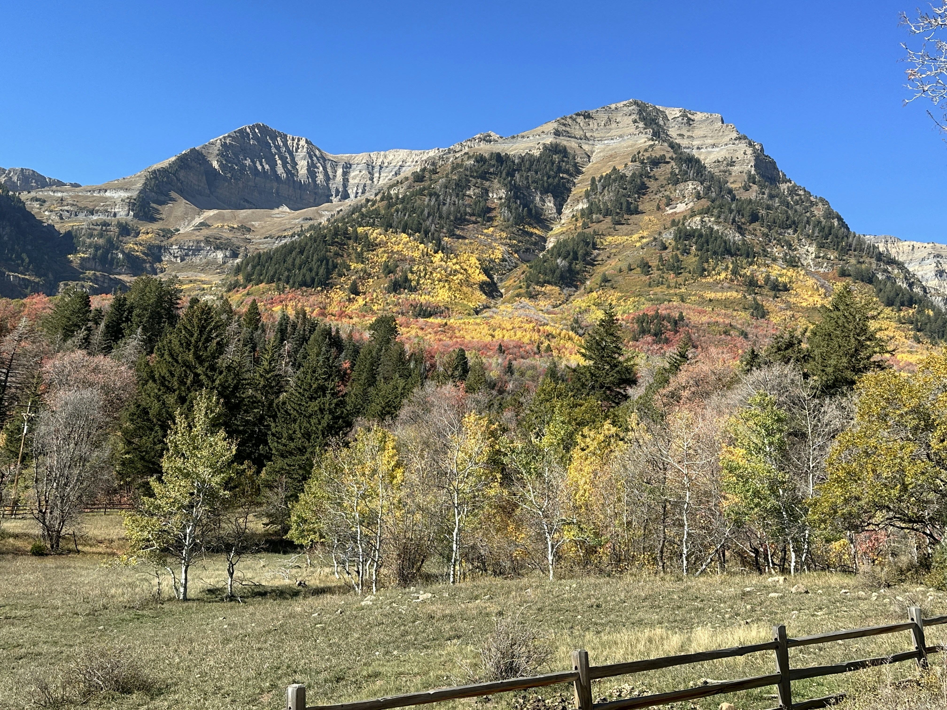 Un campo de árboles y montañas