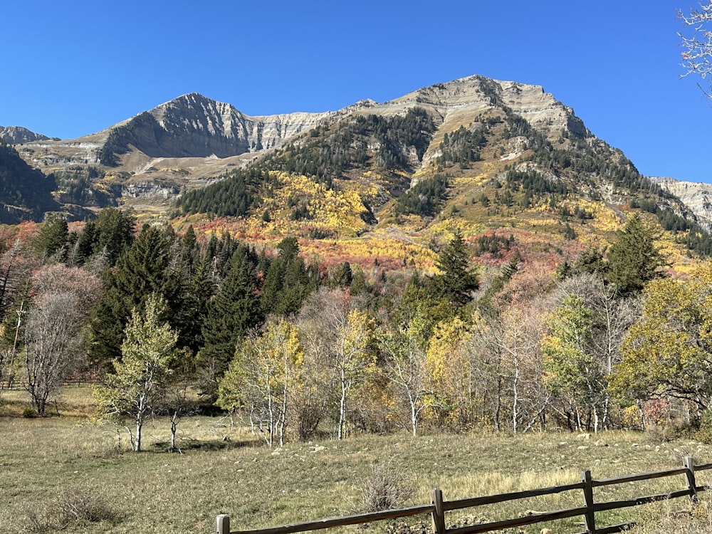 a field of trees and mountains