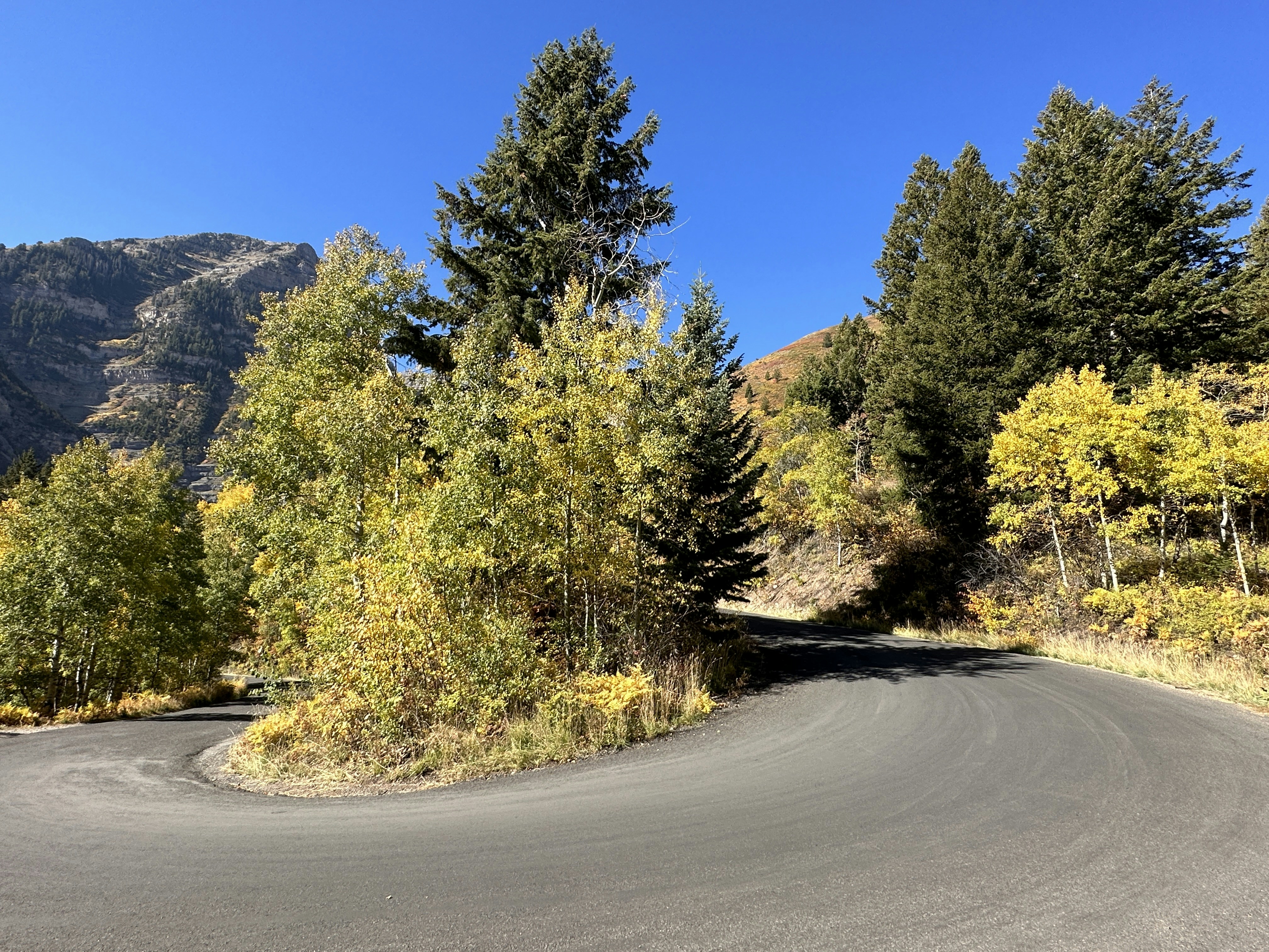 a road with trees on the side