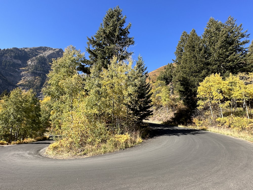 a road with trees on the side