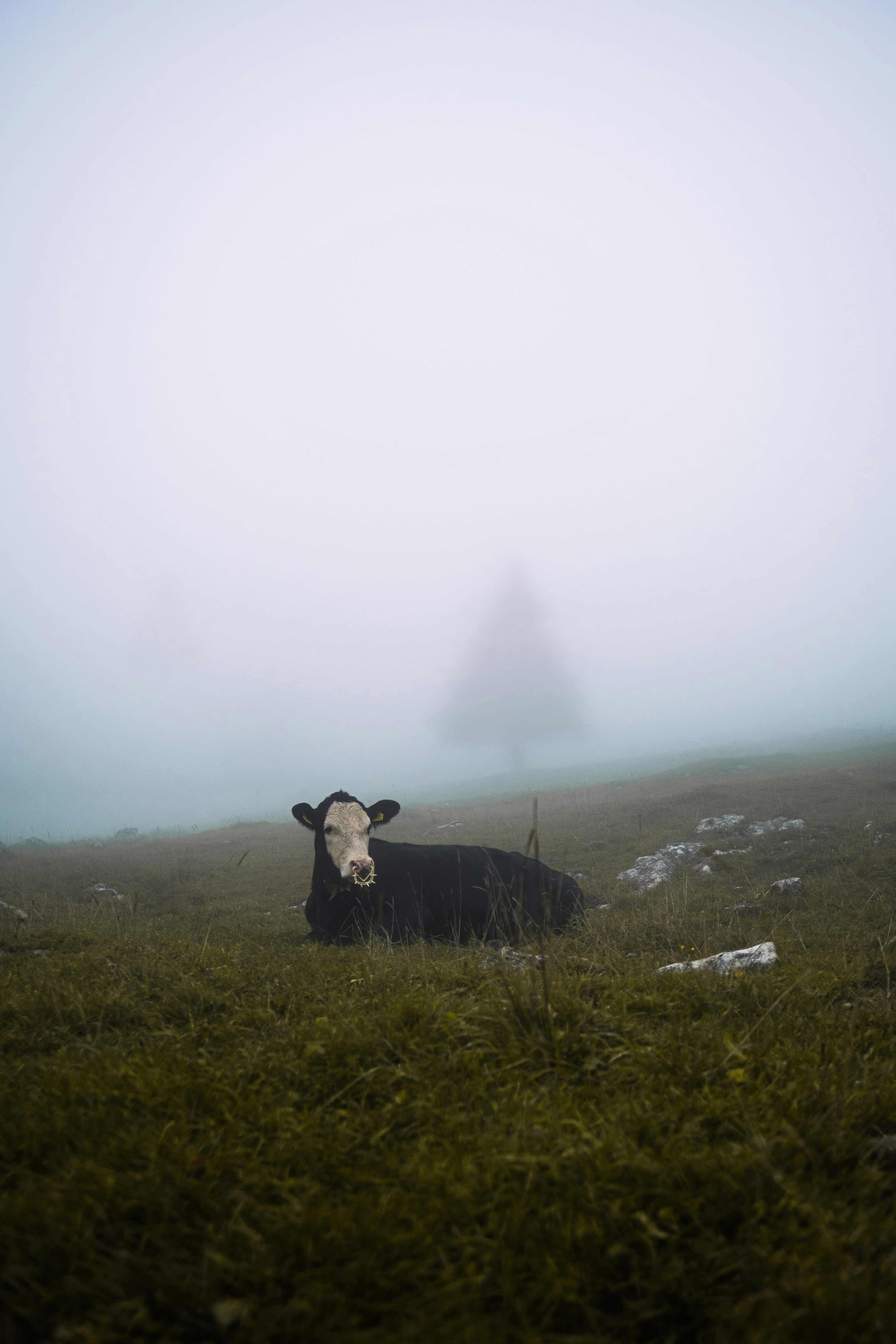 Una vaca en un campo