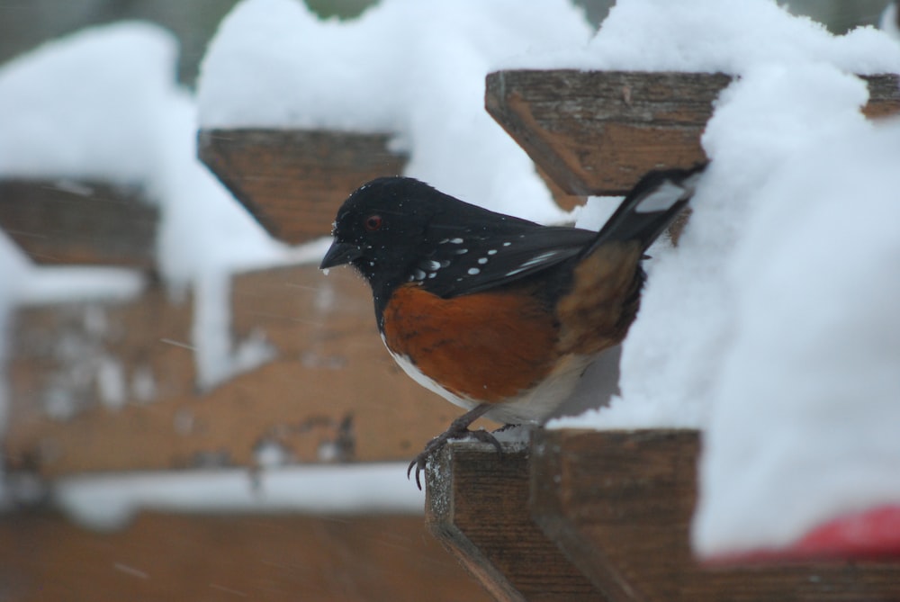 Un uccello in piedi su un palo di legno