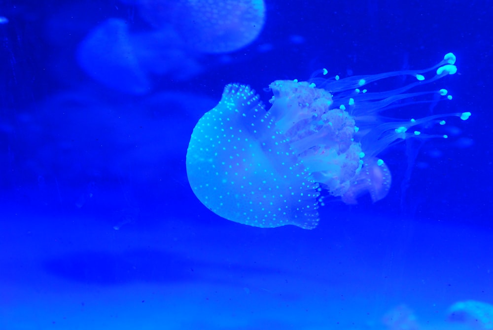 a group of jellyfish in the water