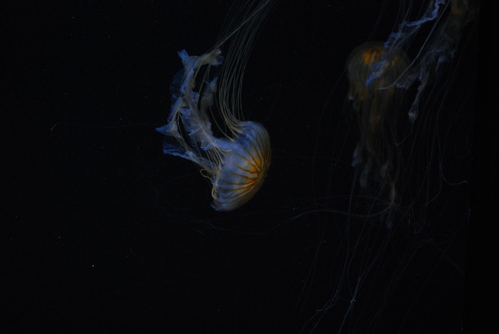 a group of jellyfish in the water