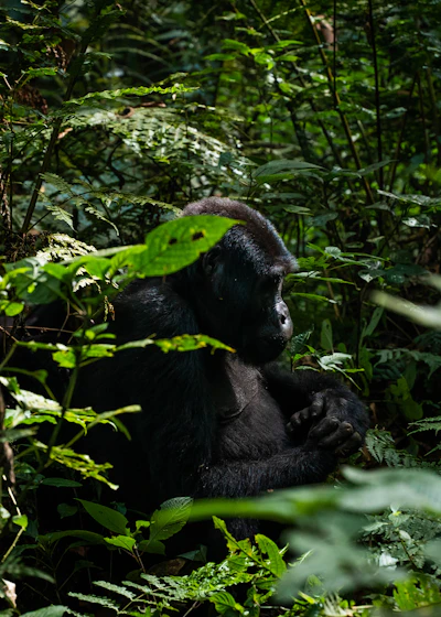 Gorilla silverback