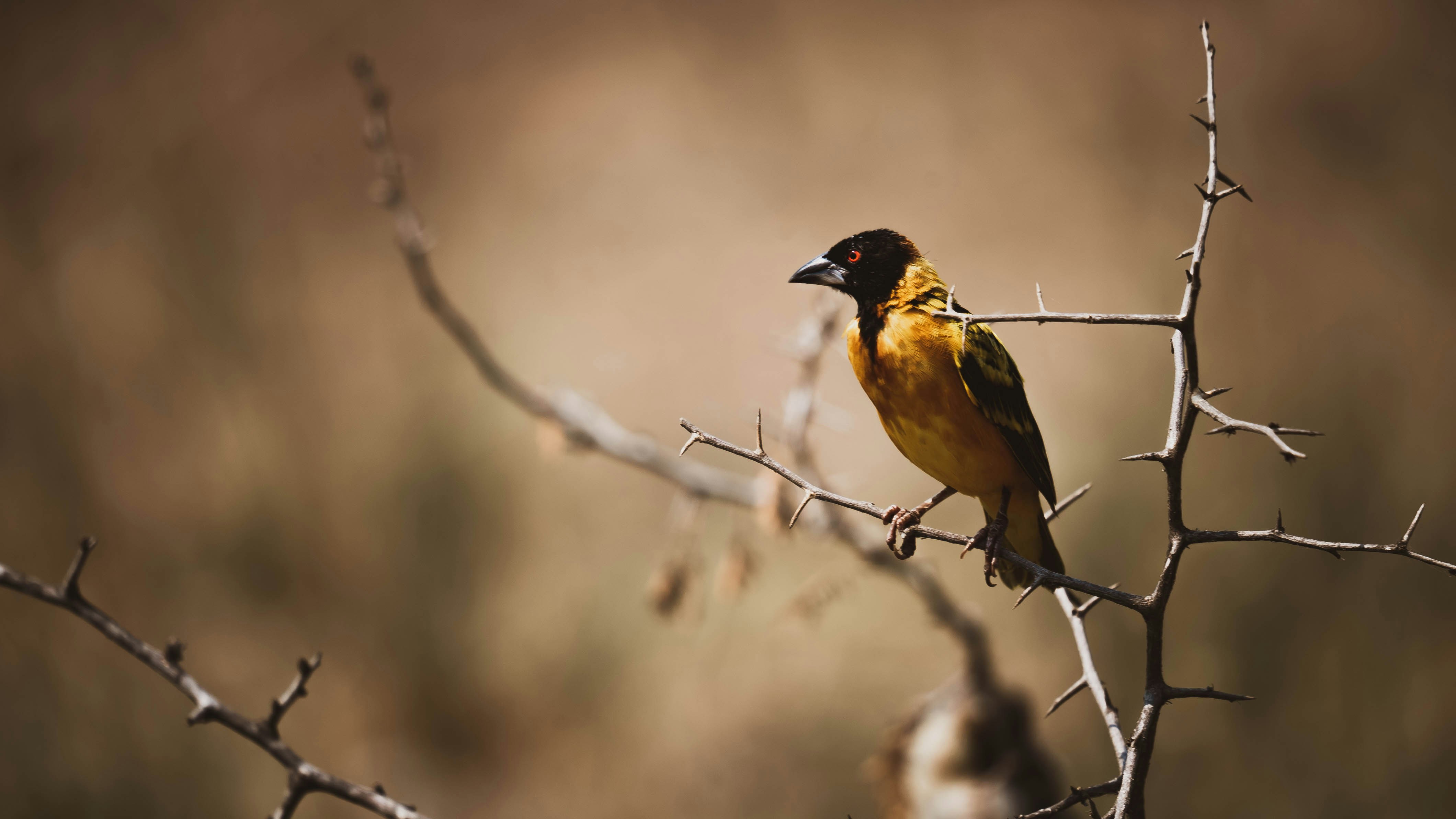 Kasese, Uganda - A weaver bird rests on a dried out shrub outside a gift market.