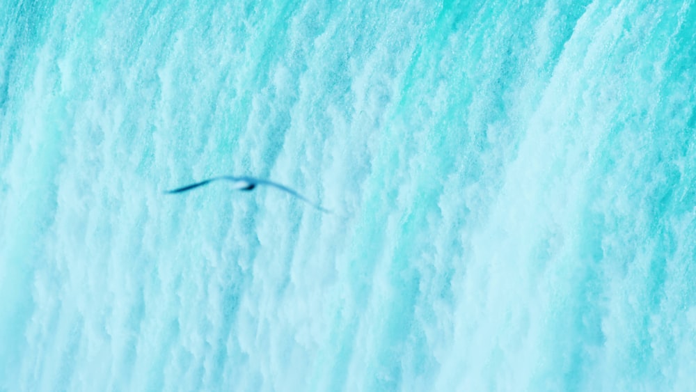 a small insect on a blue surface