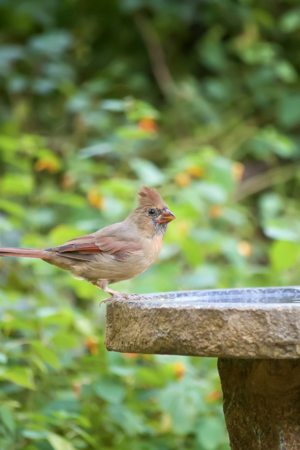 a bird standing on a wood post