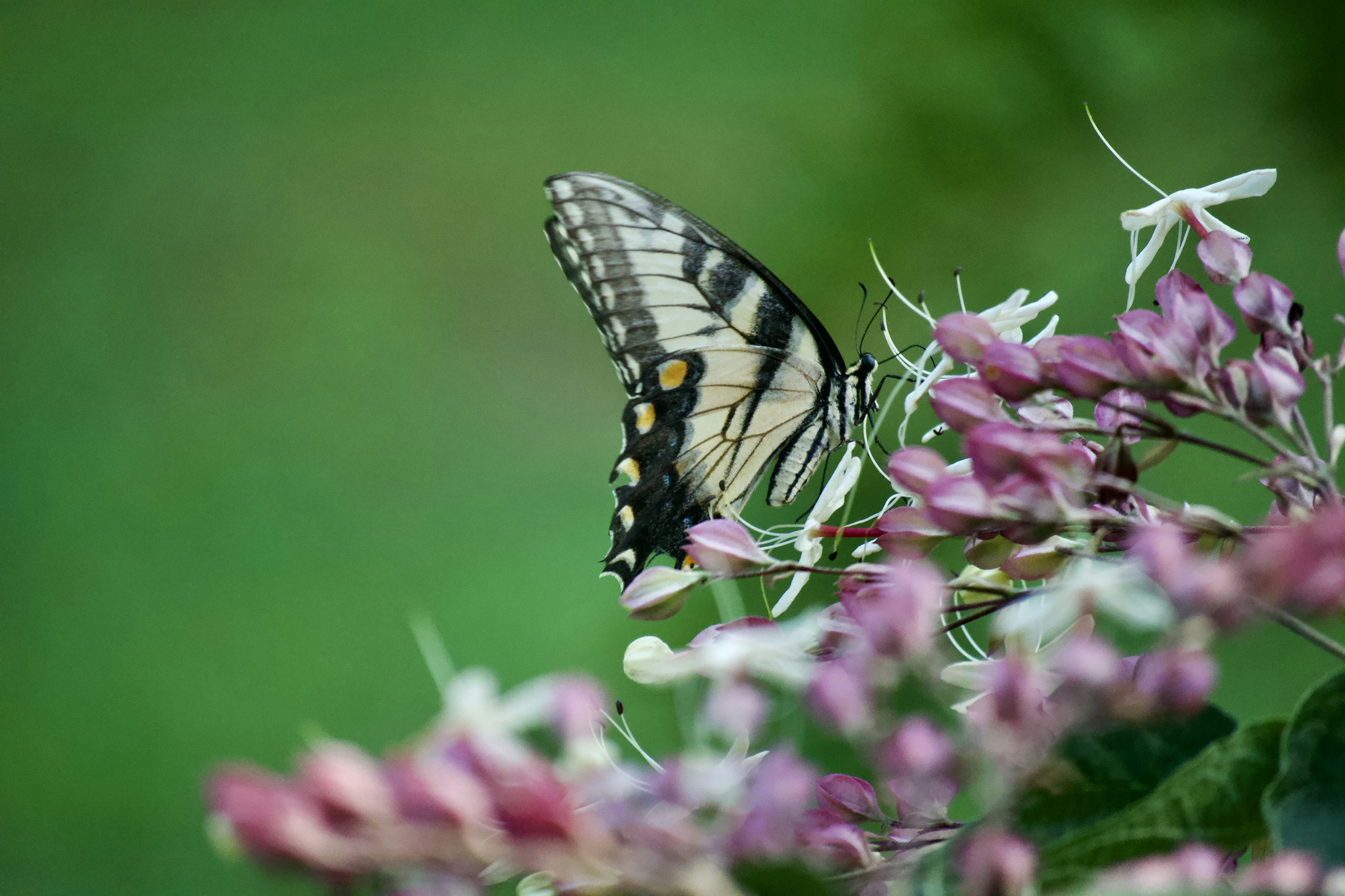 Photo by clearimages