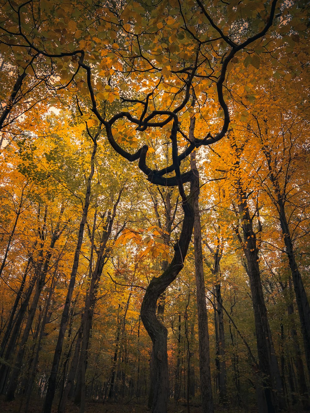 a group of trees with yellow leaves