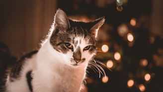 Cute cat modeling a cozy, vibrant sweater indoors with soft lighting