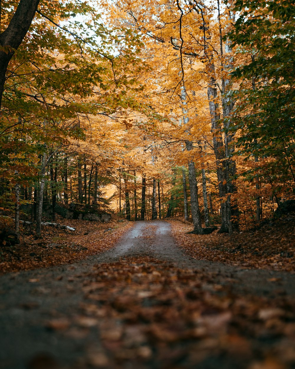 a road with trees on either side