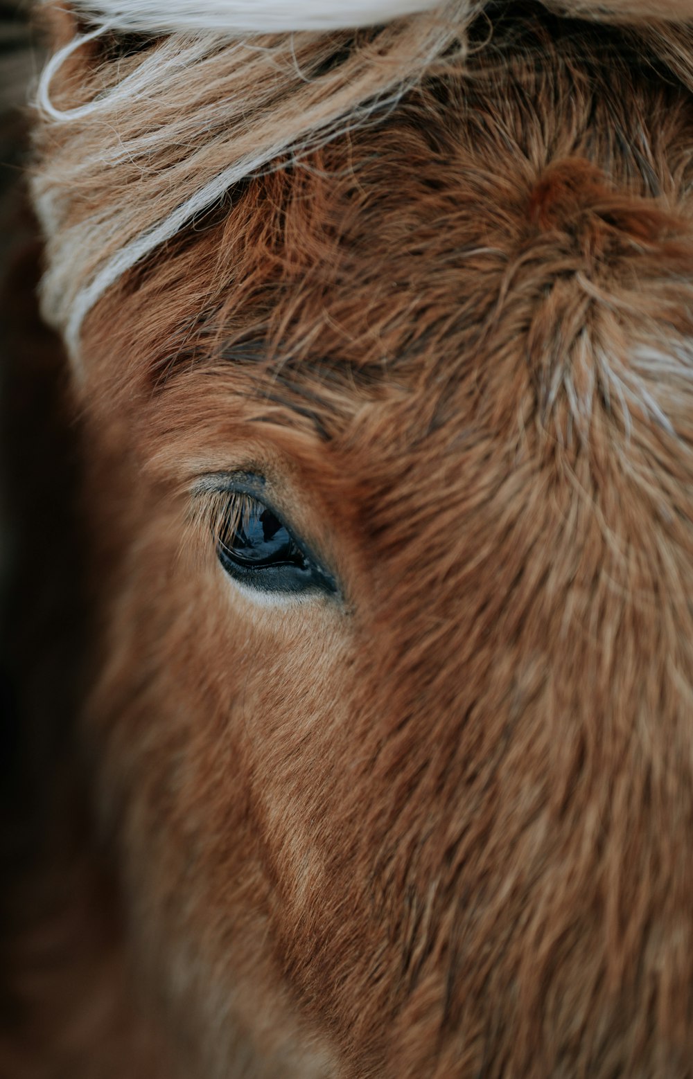 a close up of a horse's face