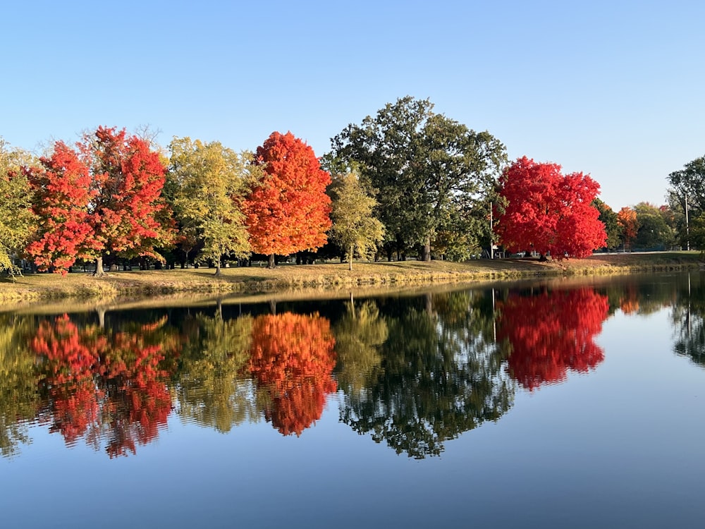 un plan d’eau entouré d’arbres