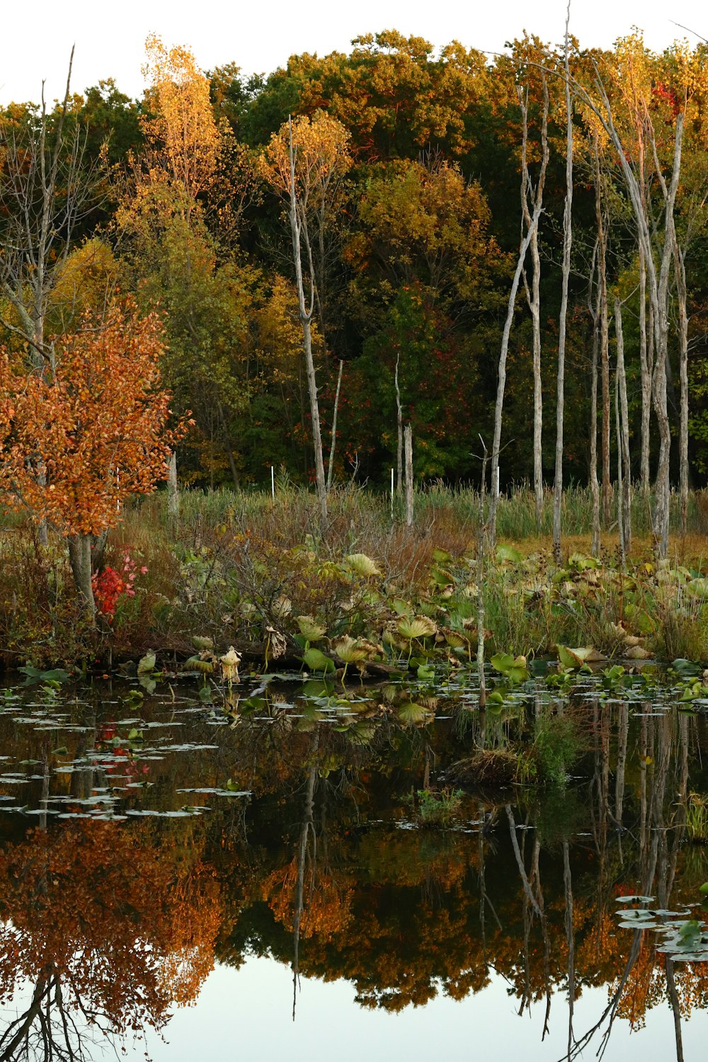 a body of water with trees around it