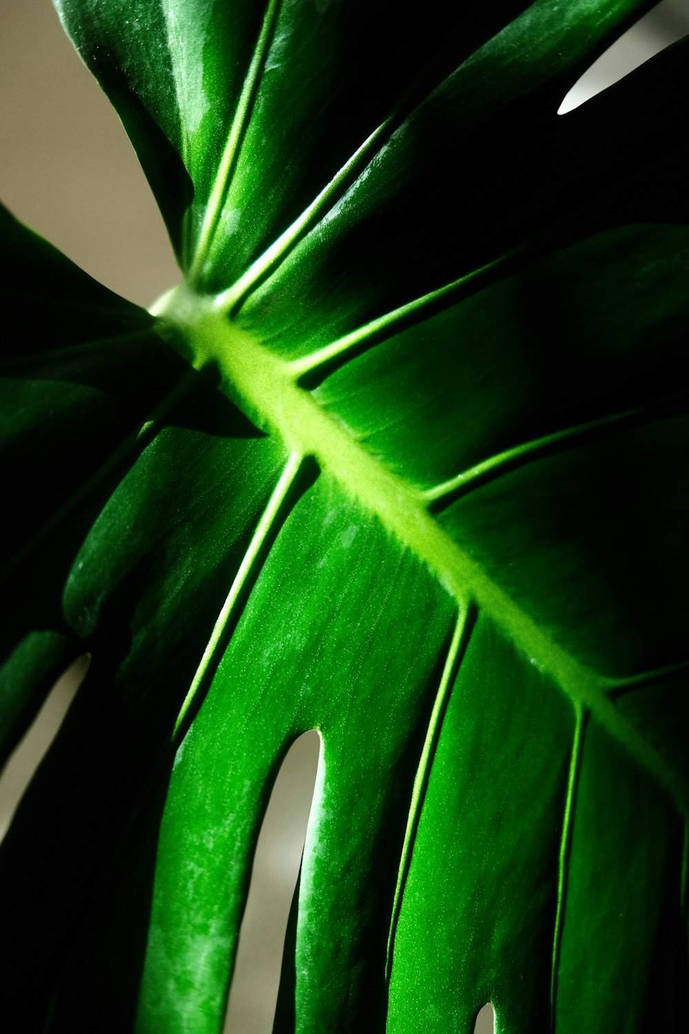 close up of a plant