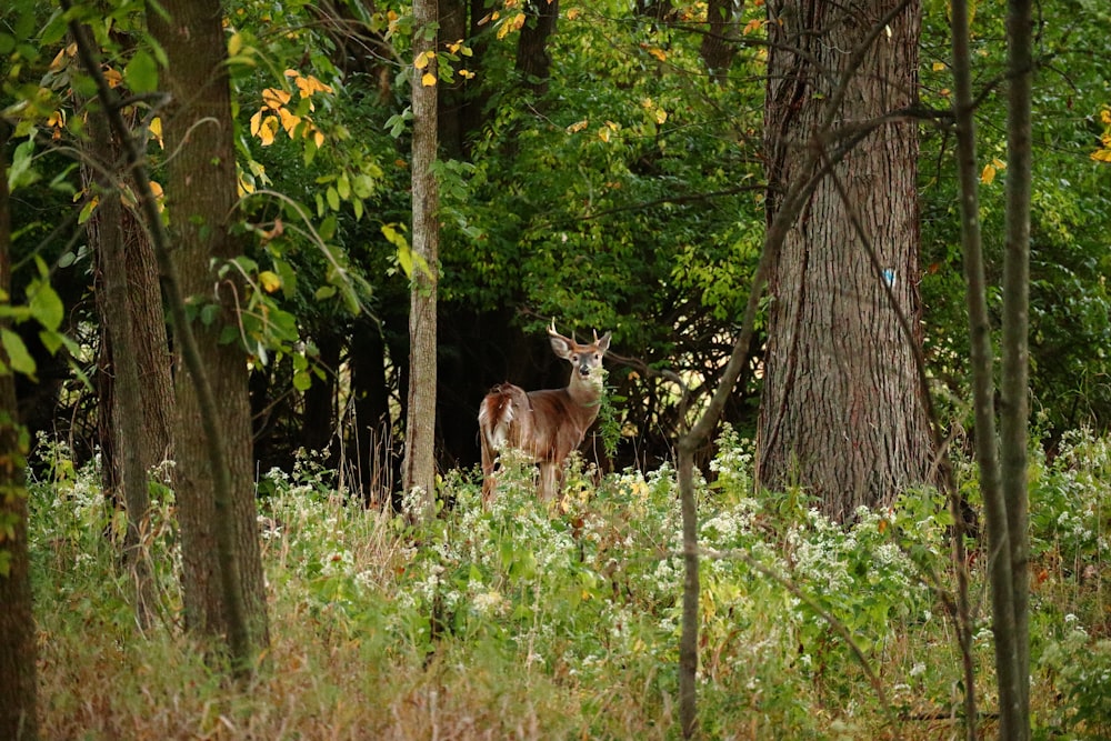 a deer in a forest