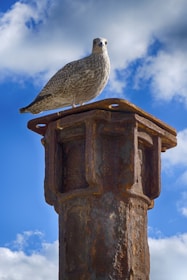 A seagull is perched atop a rusty metal post against a backdrop of a bright blue sky with scattered clouds.