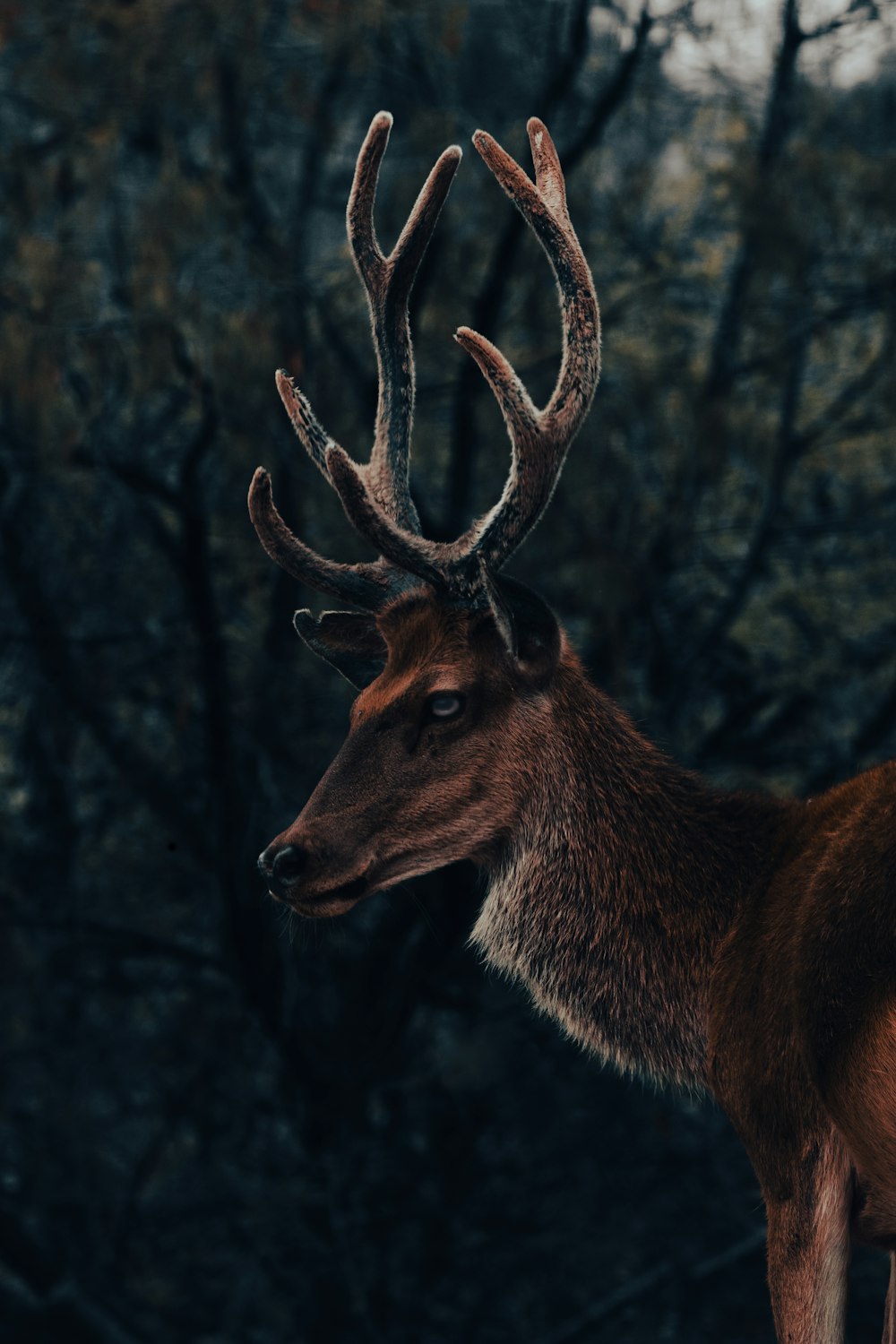 a deer with antlers in the woods