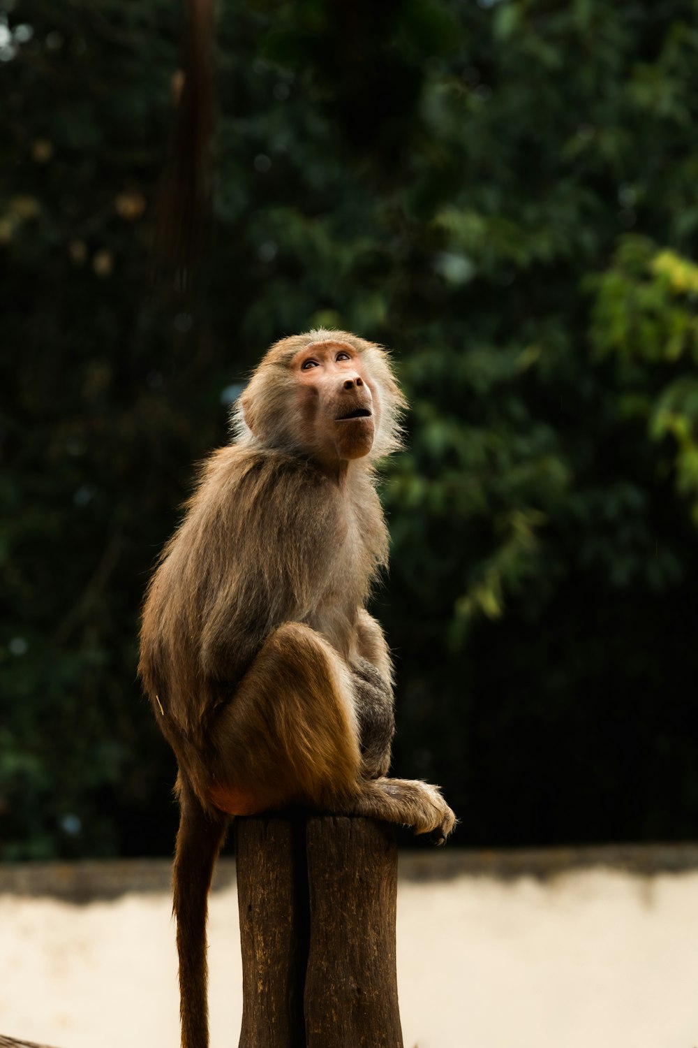 a monkey sitting on a post