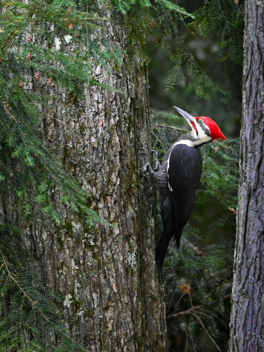 a bird on a tree