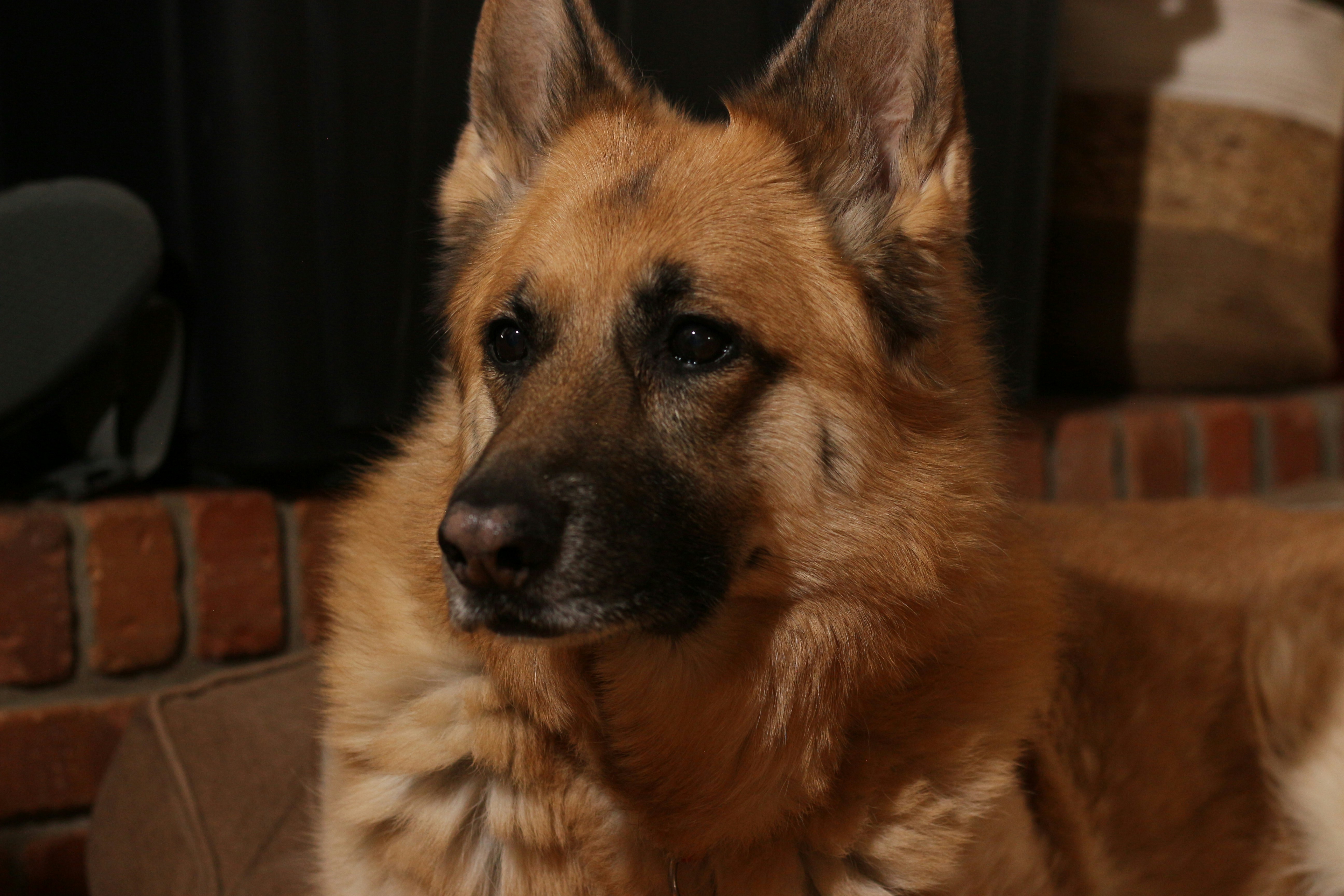 female german shepherd